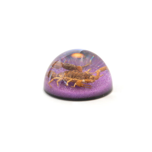Scorpion Paperweights