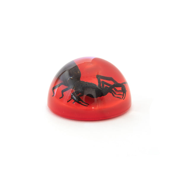 Scorpion Paperweights