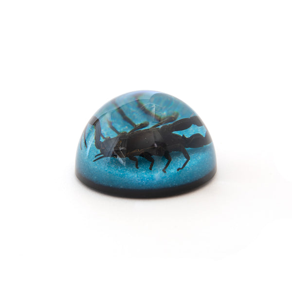 Scorpion Paperweights