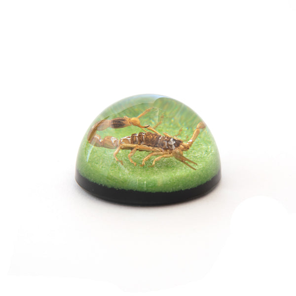 Scorpion Paperweights