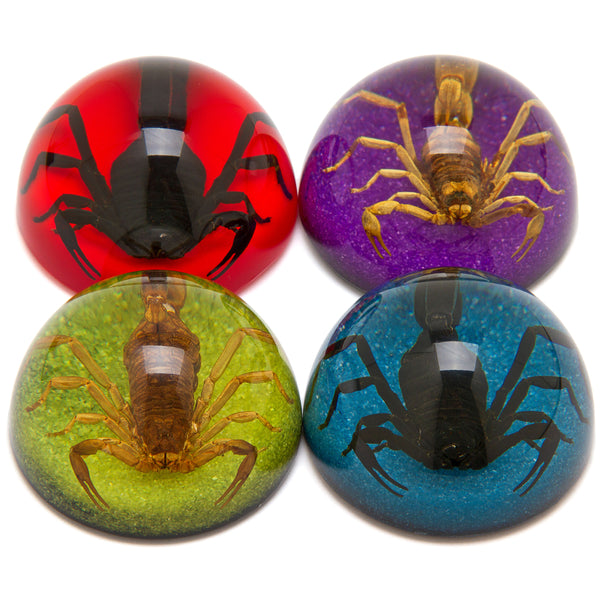 Scorpion Paperweights